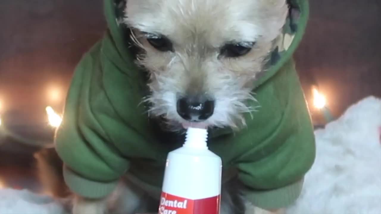 How to brush your dog's teeth for the first time