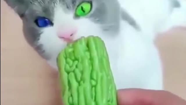 funny cat sounds meow- go and watch the viral content on internet hurry!!