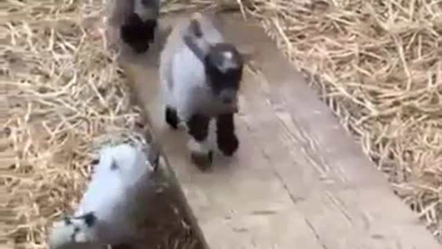 Theme park for free goats