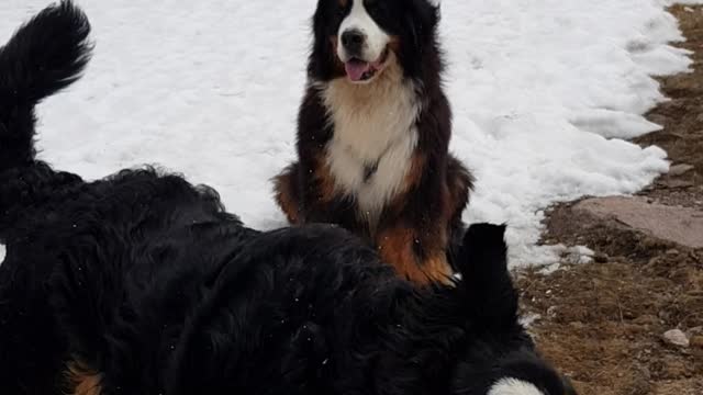 Two Bernese Mountain Dogs enjoying summer snow in the mountains