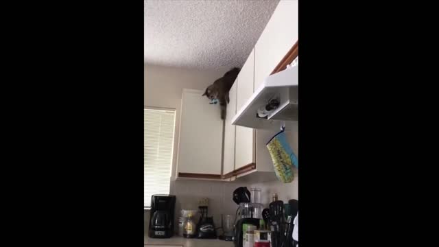 The small animals