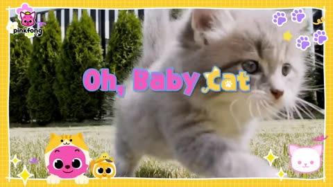 oh Baby Cat says meos Baby Animals Songs( kitten song) Pinkfong for Kids g