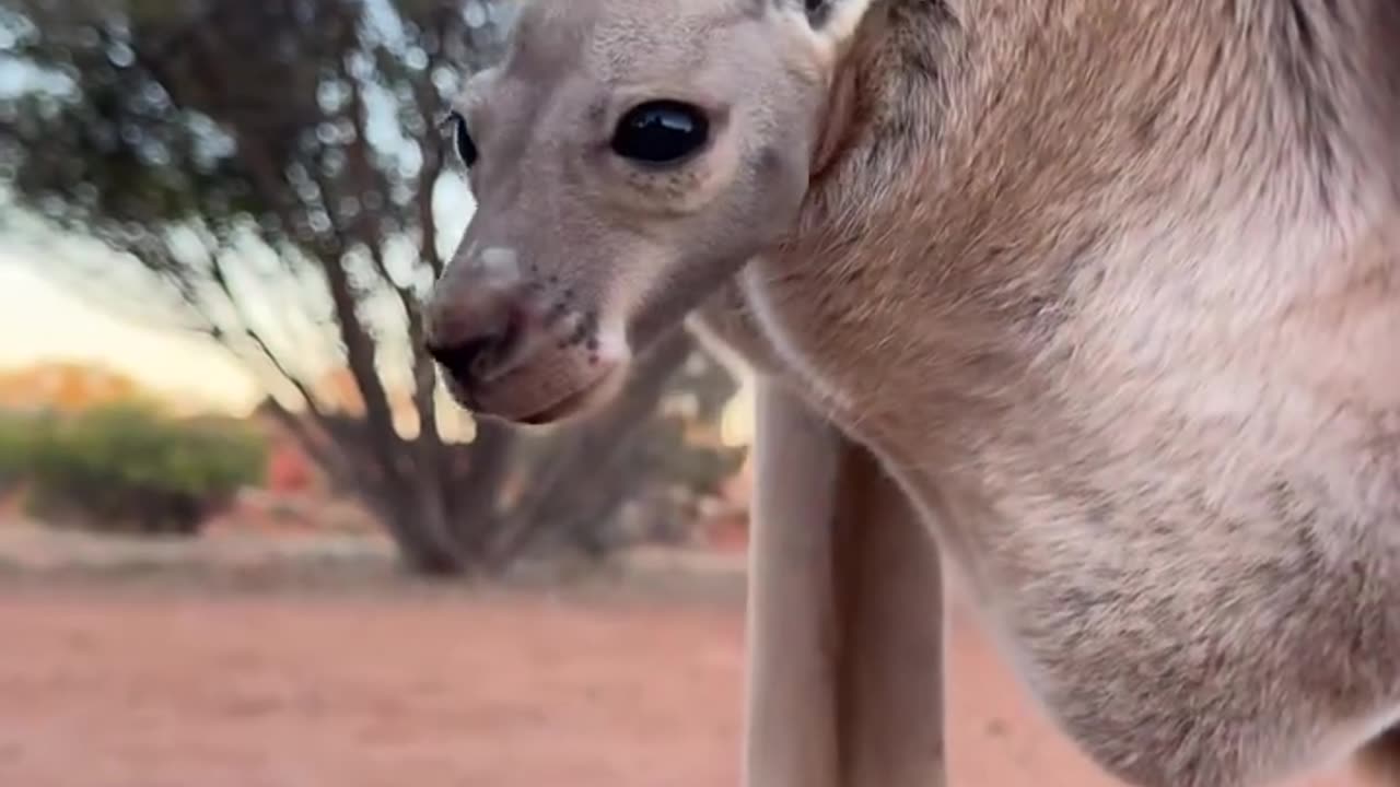 KANGAROOS