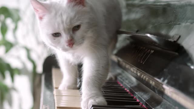 Cute cat playing music on the piano