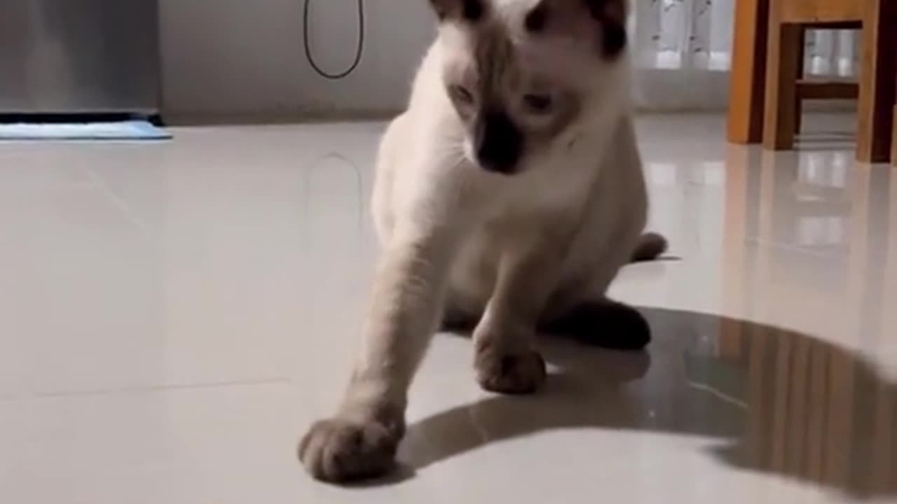 cats at their mental peak of intelligence