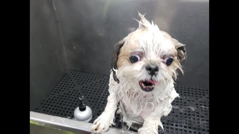 Rosie The Shihtzu Gets A Bath