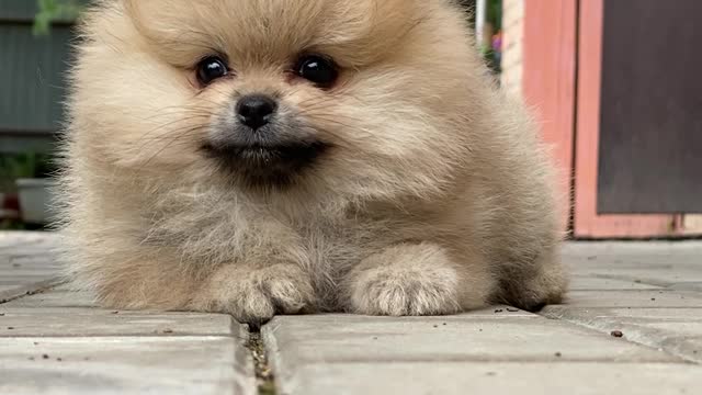 Cute hairy puppy dog