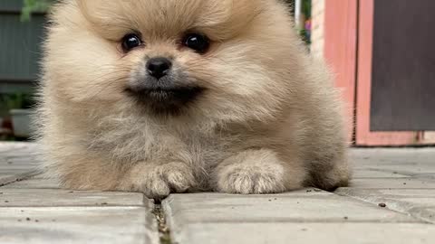 Cute hairy puppy dog