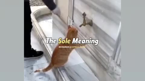 Funny cat 😂🤣🤣