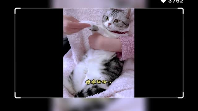 Cats have a hard time