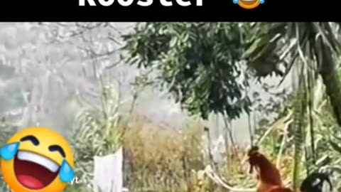 FunnyDog mocking a Rooster 🐔