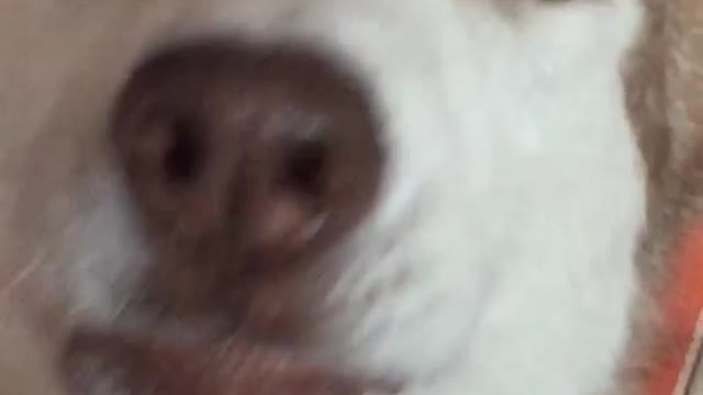 The dog is crying. Didn't share the toy.