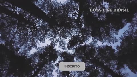 O Maior Conselho Para Sua Vida!! (Silvio Santos)