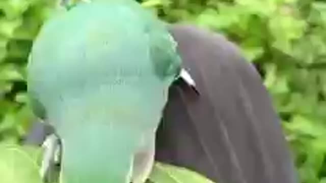 Amazing skill to make a nest by this parrot!making sticks of leaf