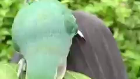 Amazing skill to make a nest by this parrot!making sticks of leaf