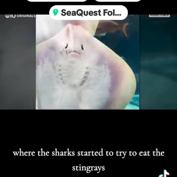 Sea Quest - Don't feed the animals