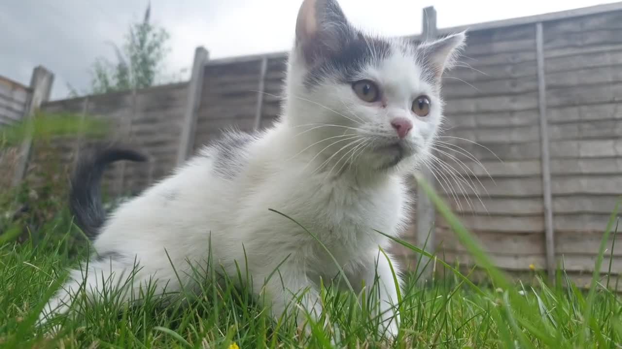 Cute baby cat 🐈 playing in the grass videos 😍😍😍