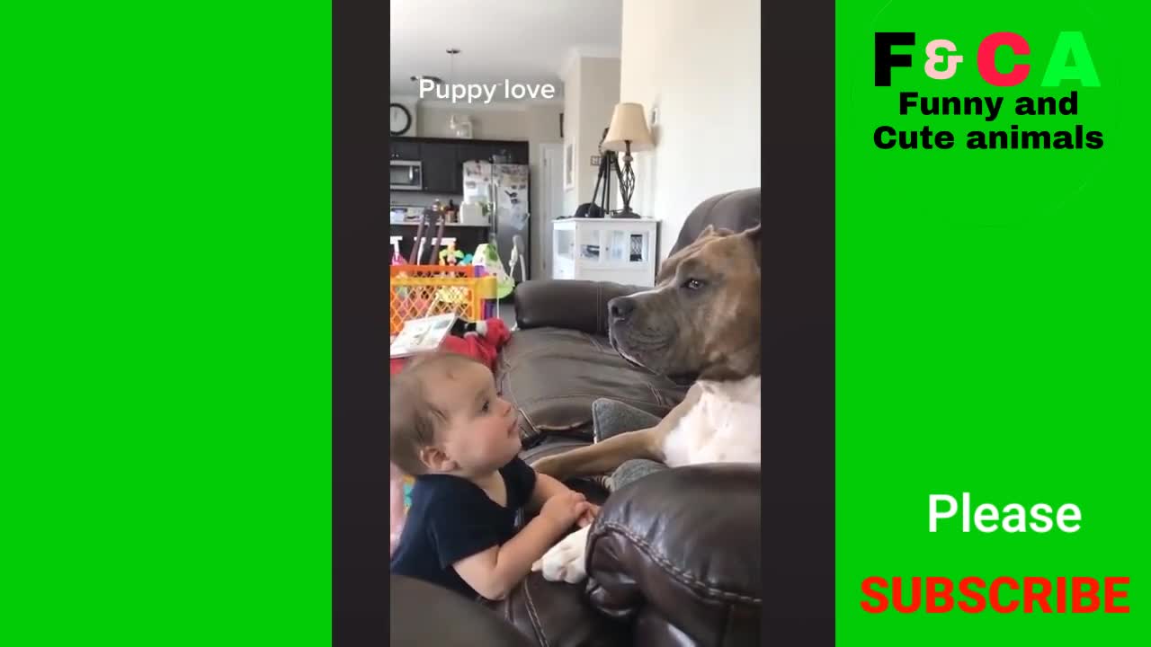 Cute and funny puppies playing with children