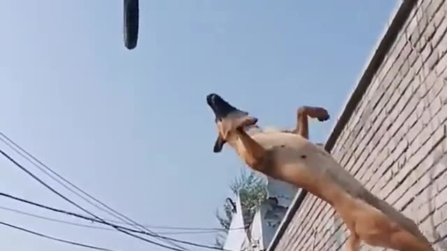 Amazing Dog