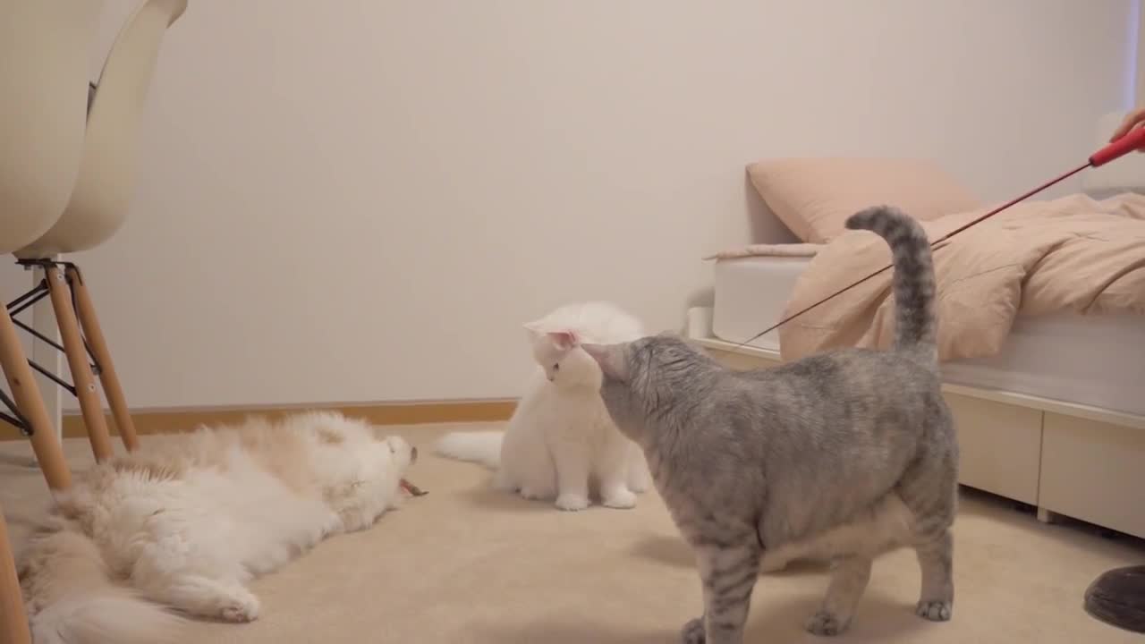 Cats vs Invisible Wall | Kittisaurus
