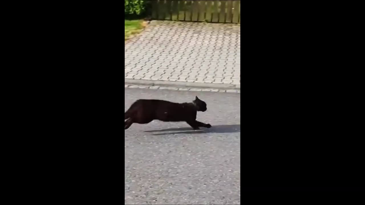 Funny animals - Funny cats - dogs - Funny animal videos 2023 - Part 1