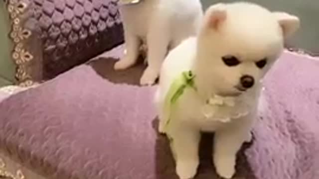 dog baby cute funny compilation animal chines dog home