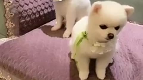 dog baby cute funny compilation animal chines dog home