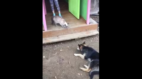 Cats vs dog endless fight