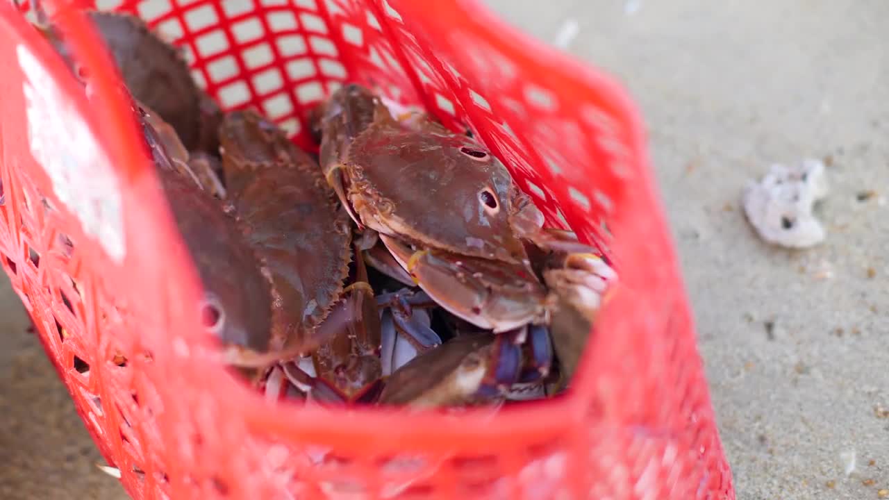 A woman's hand putting crabs in a red basket at the shore