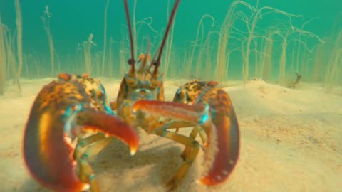 A cool large lobster in defense along the ocean floor beach