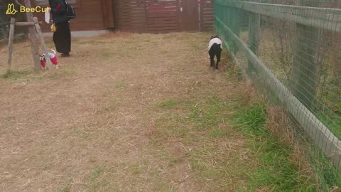 Mana playing with a small dog in a dog run