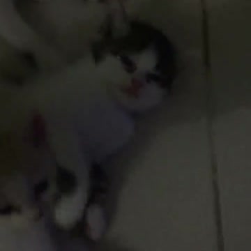 Three cute cats are cute