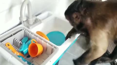 An Adorable Monkey and Ape Video.