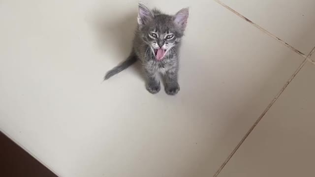 Cute baby cat yawning! 😍😍