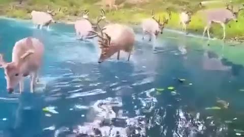 To the watering hole