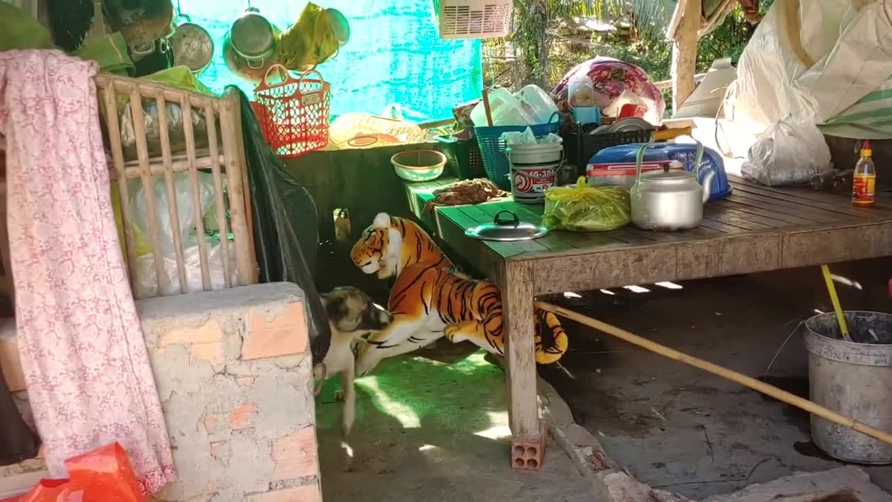 Wow Fake Tiger Prank Dog And Dog No Way Run So Funny Prank 2021