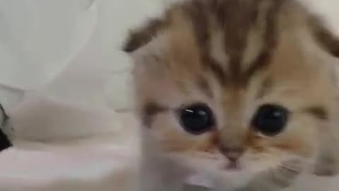 soo cute cat