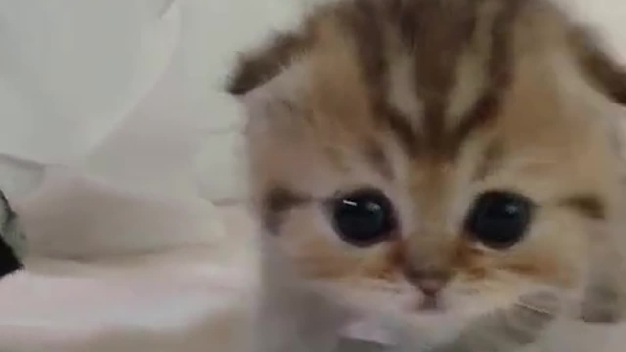 soo cute cat