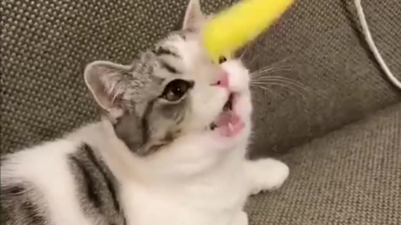 Funny Cats