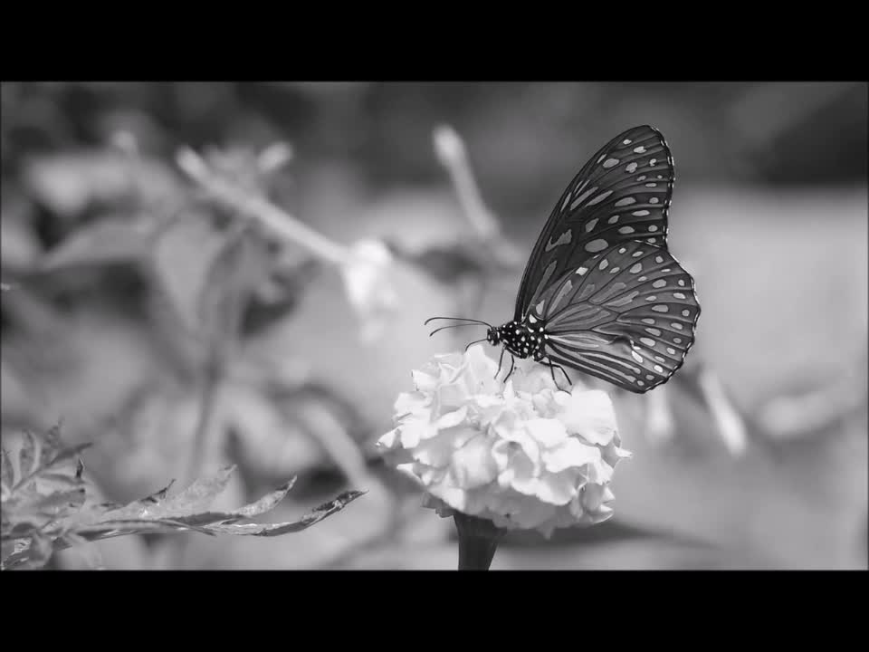 Beautiful flowers black and white