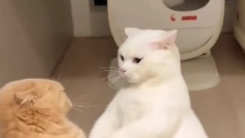 Laugh out loud with the FUNNIEST CATS right here!#23