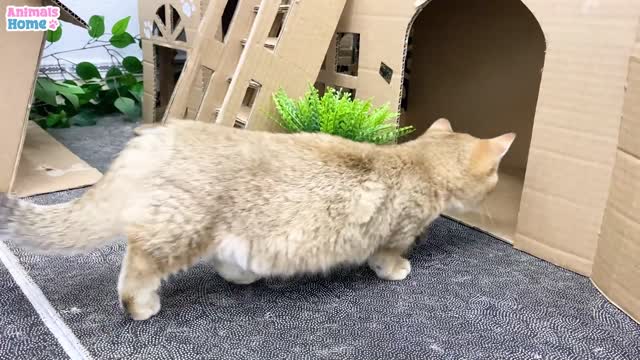 Kitty steals BiBi's cheese