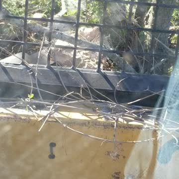 Tree shears in action