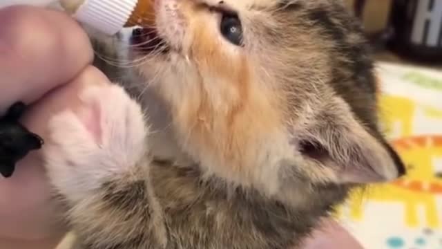 Cute 😍😍 baby kitten, I so much love him to feed milk