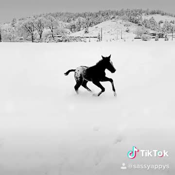 Foal in snow