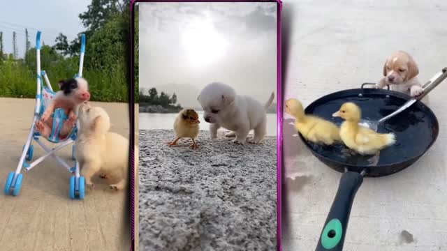 🤣Baby Dogs - Cute and Funny Dog Videos Compilation🤣