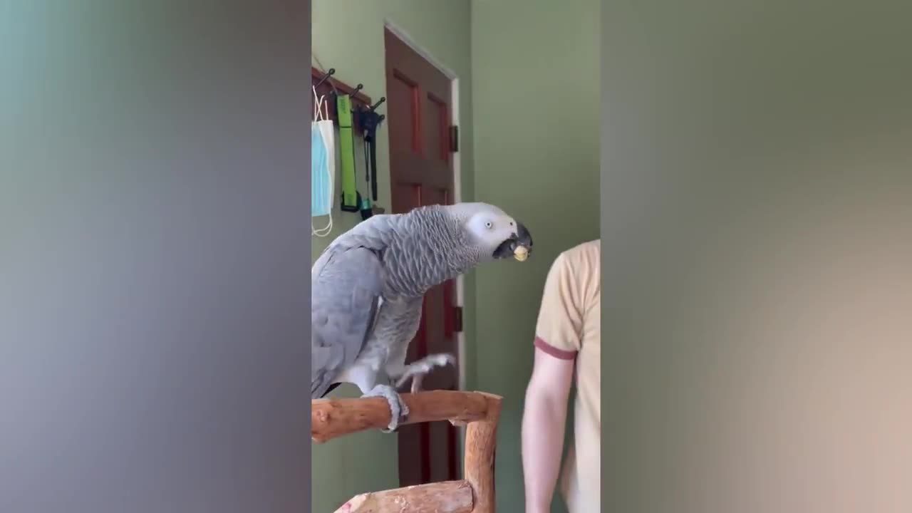 Super Funny parrots compilation #9