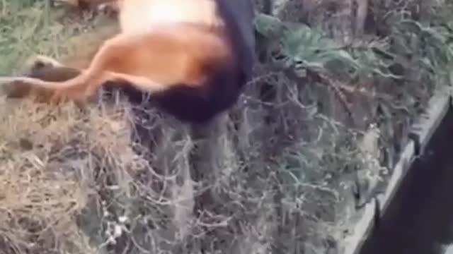 Wait for the end 😂