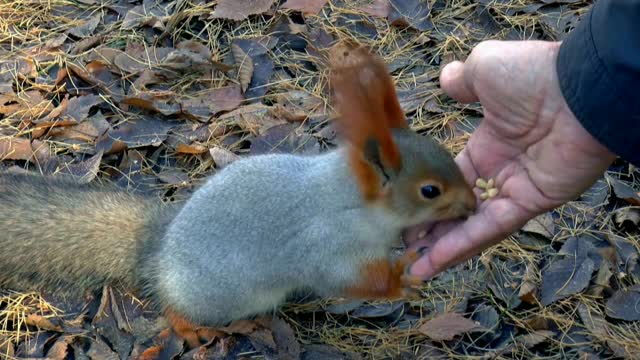 squirrel feeding food