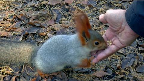 squirrel feeding food